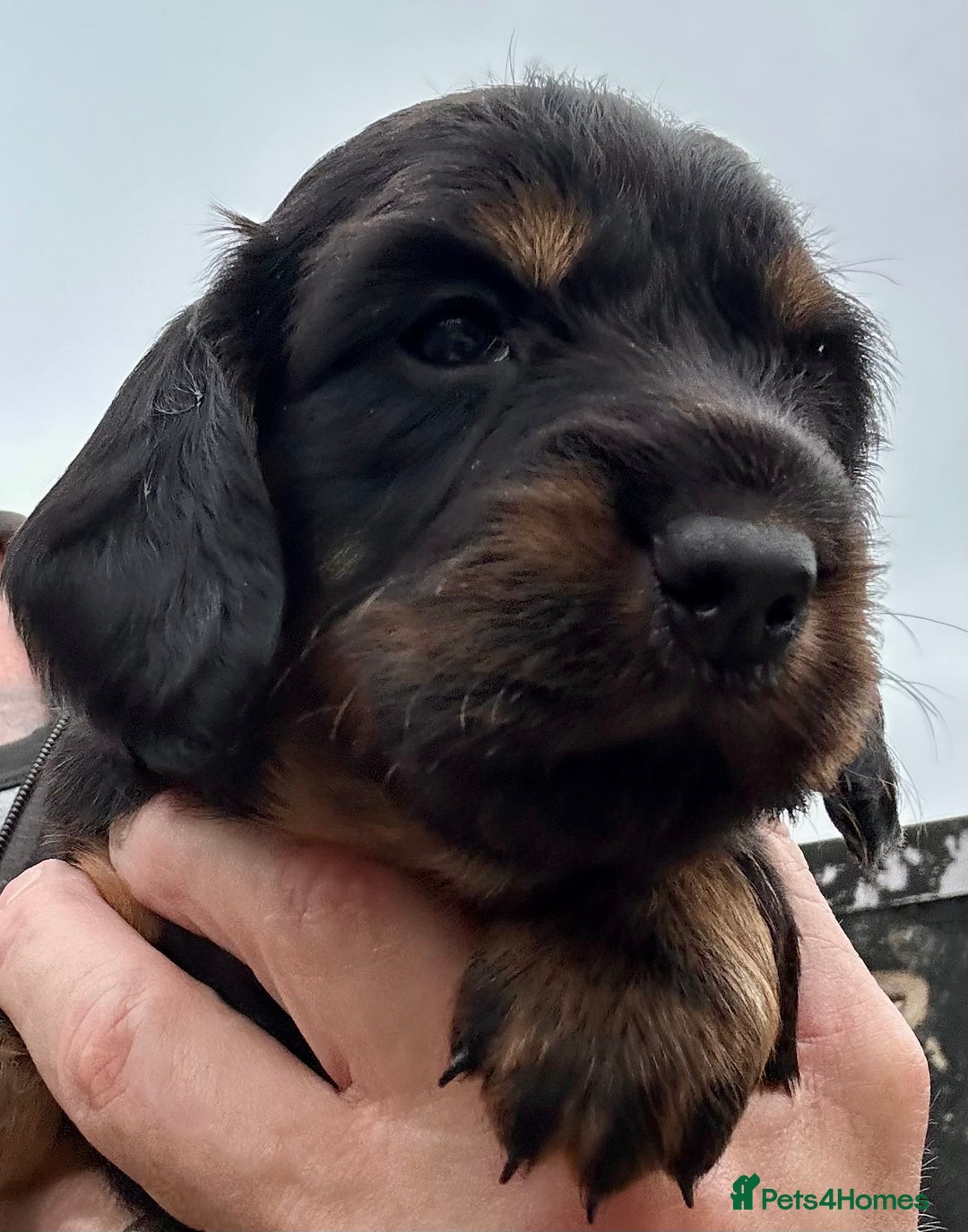 Dachshund dogs for stud: LONGHAIRED KC REG TRI COLOURED STANDARD FOR STUD  in Lancaster - Advert 18
