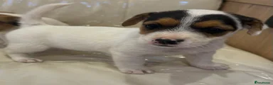 Jack Russell 1