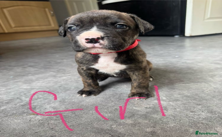 Mixed Breed dogs - Advert 1