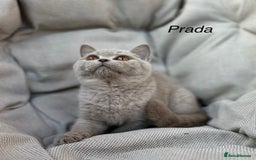 British Shorthair cats for sale: Ready British Shorthair Chunky Kittens - Image 7