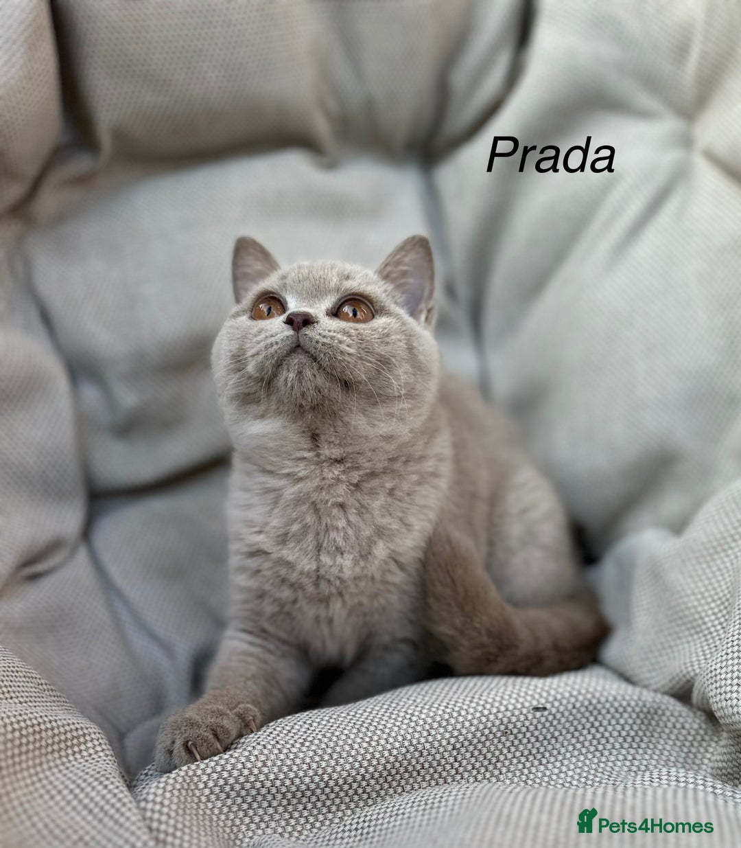 British Shorthair cats for sale: Ready British Shorthair Chunky Kittens - Image 7