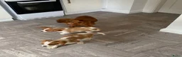 Cavalier King Charles Spaniel dogs for sale: Beautiful Cavalier King Charles Spaniel puppies - Advert 4