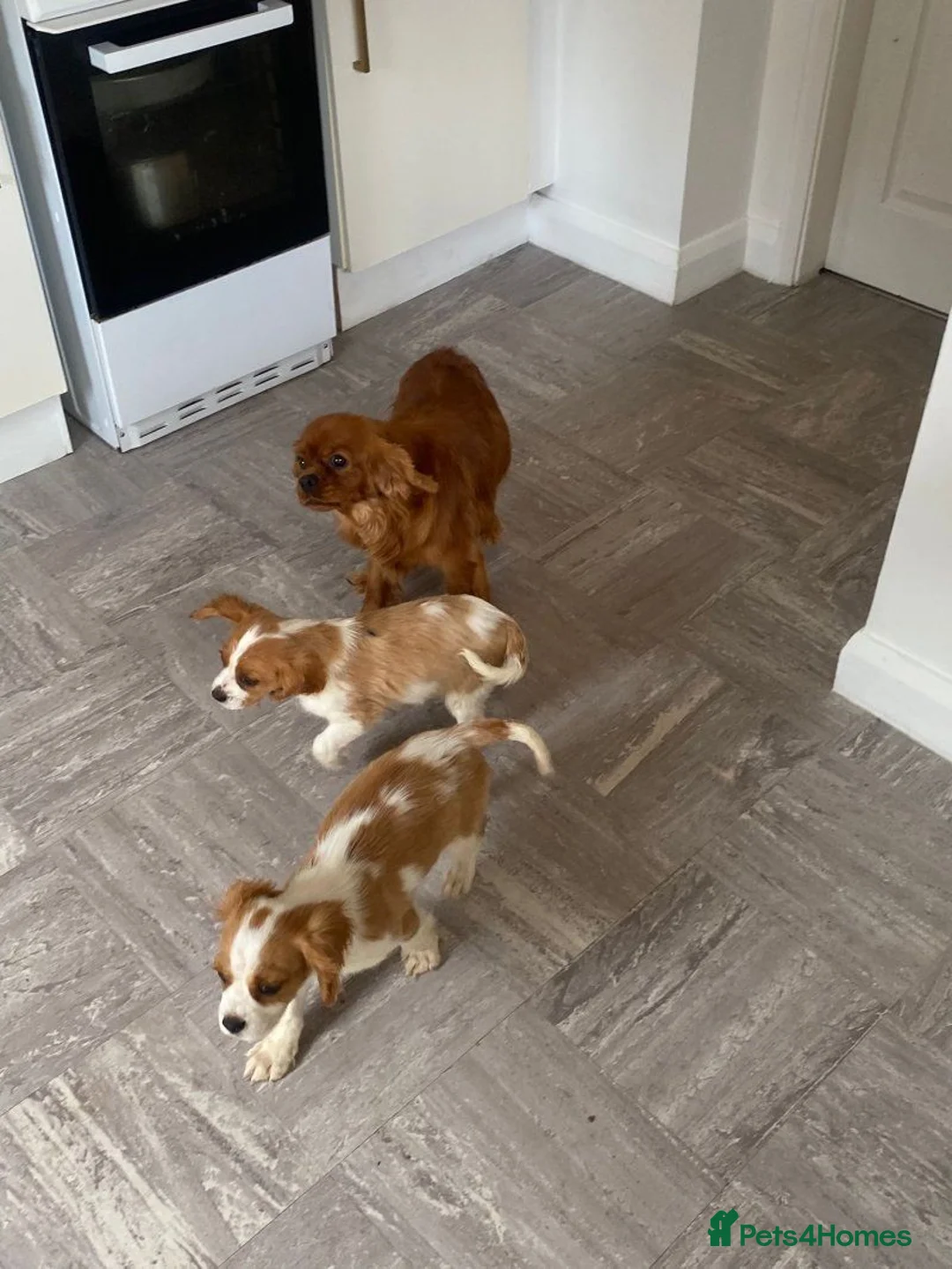 Cavalier King Charles Spaniel dogs for sale: Beautiful Cavalier King Charles Spaniel puppies - Advert 4