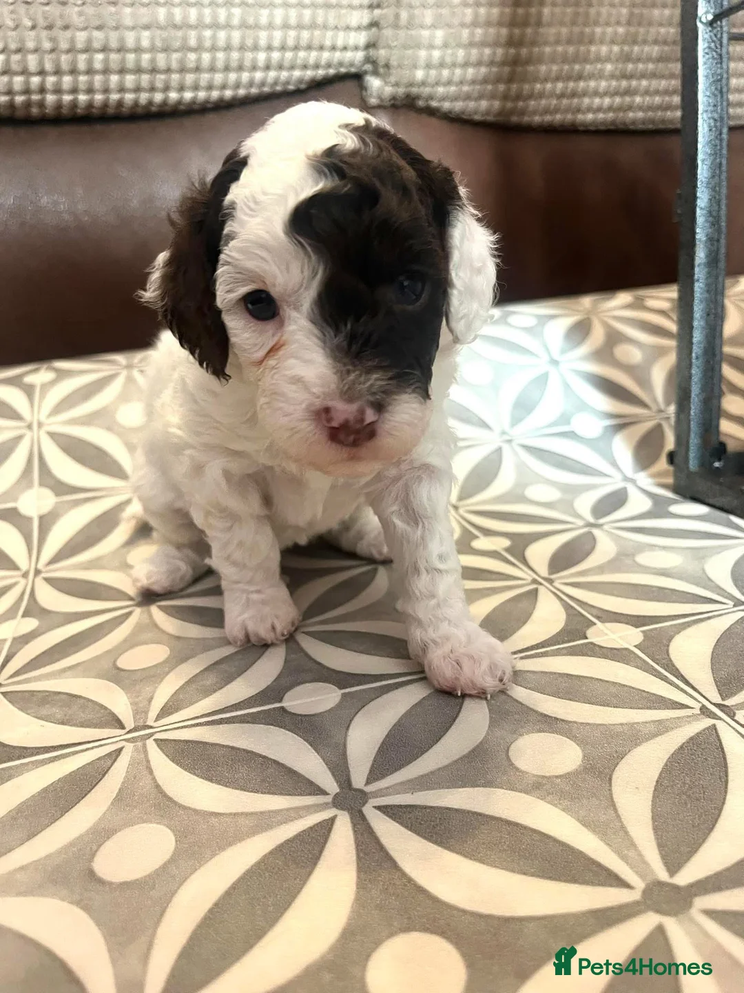 Poodle dogs for stud: Extensively health tested, toy poodle stud in Wareham - Advert 13