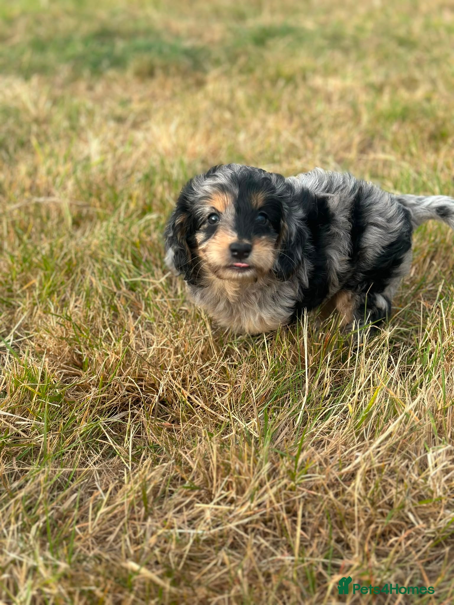 Cockapoo dogs Stunning litter of cockapoo puppies  - Advert 16