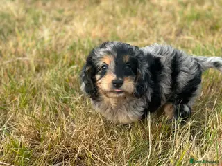 Cockapoo dogs Stunning litter of cockapoo puppies - Advert 1
