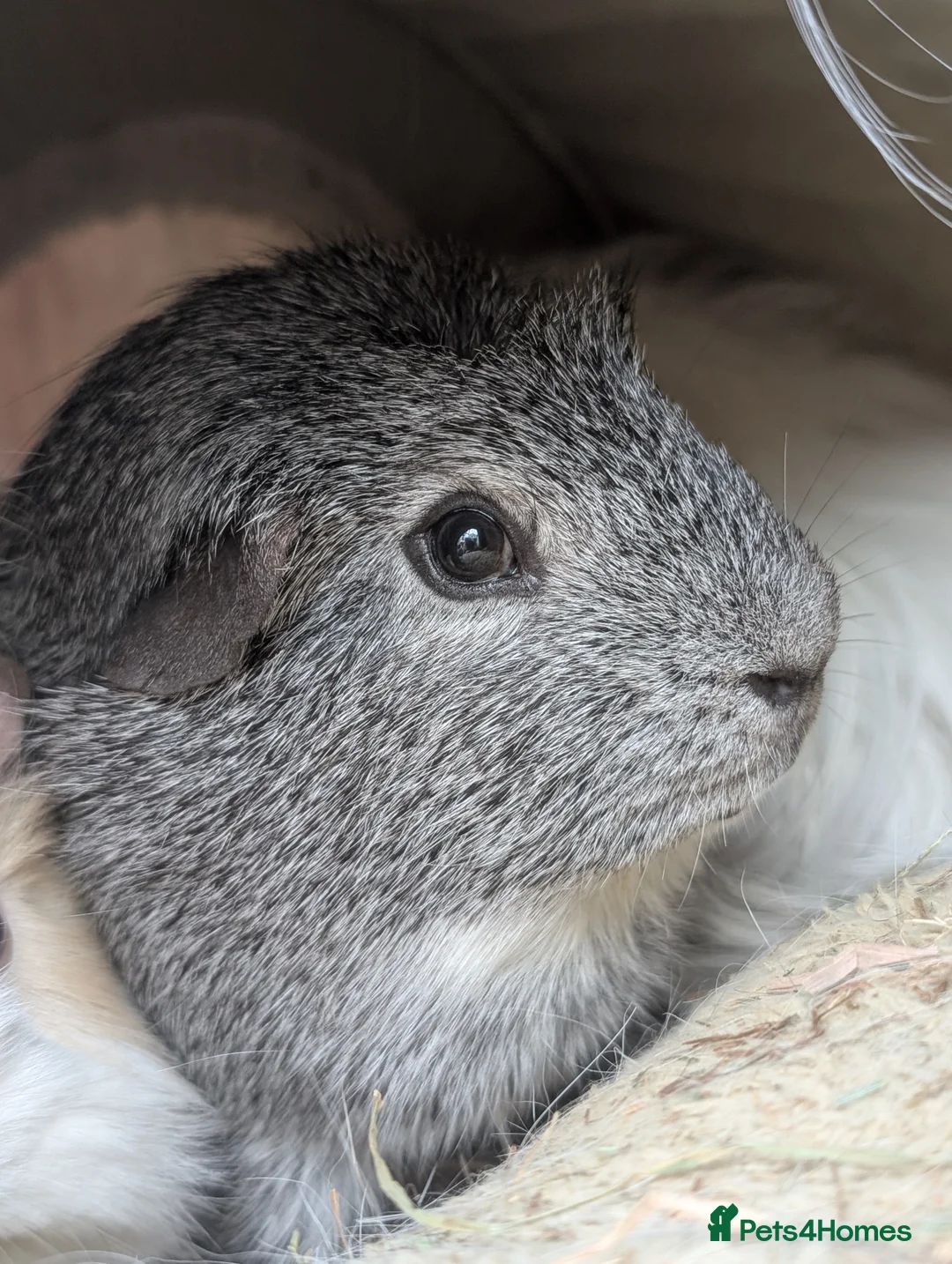 Guinea Pig rodents for sale: Male guinea pig  - Advert 5