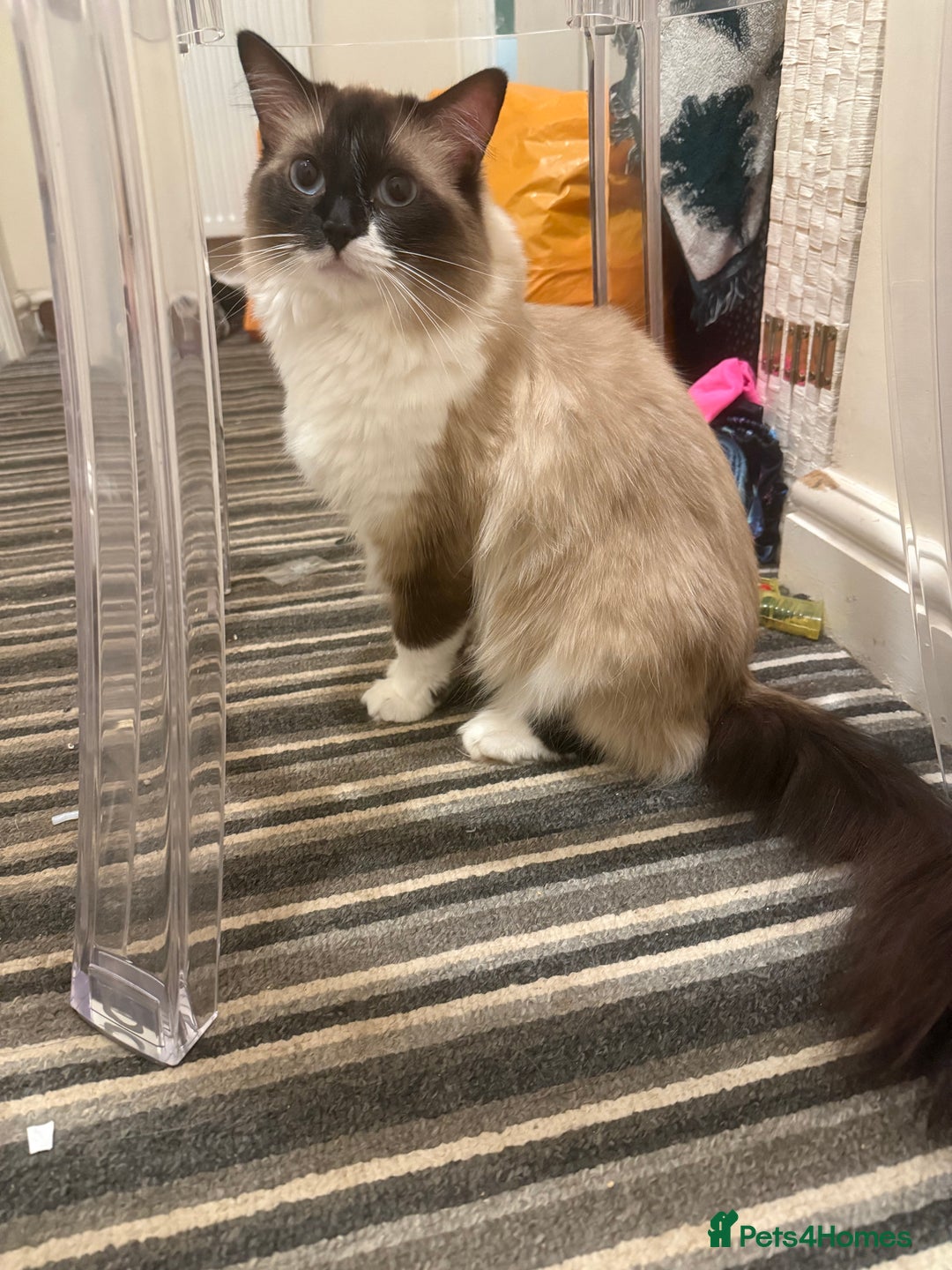 Ragdoll cats for sale: 1x Female 1 x Male Ragdoll cats aged 20 months - Image 8