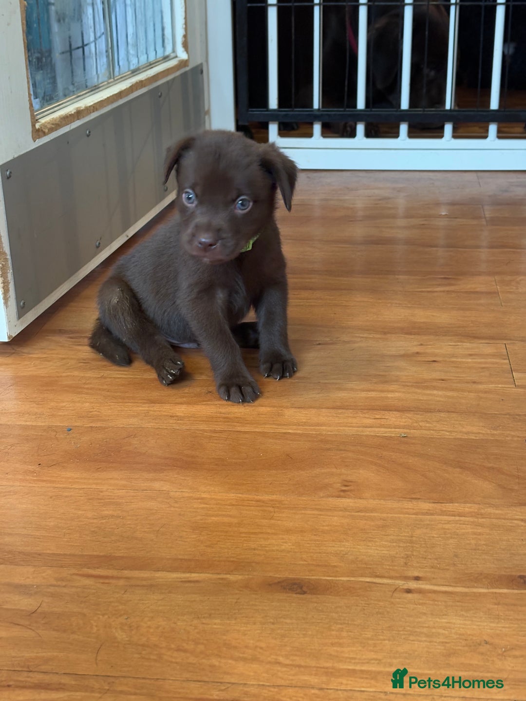 Labrador Retriever dogs for sale: Beautiful puppies, proud of Mum - Advert 4