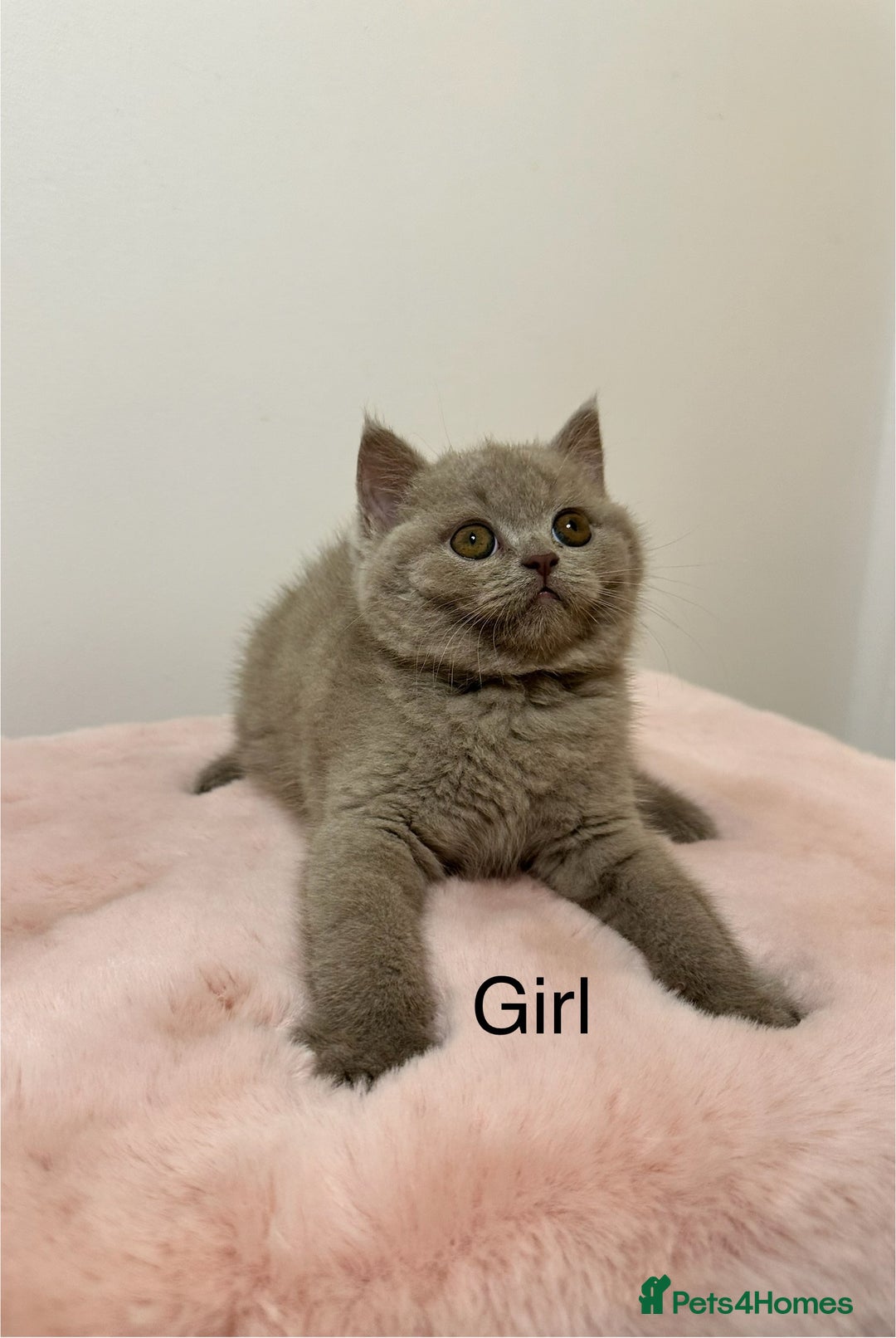 British Shorthair cats for sale: British Shorthair Chunky Chocolate Kittens🐻 - Advert 12