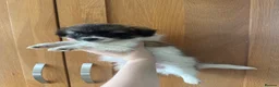 Mixed Breed dogs for sale: Shih Tzu/Pomeranian puppies - Advert 3