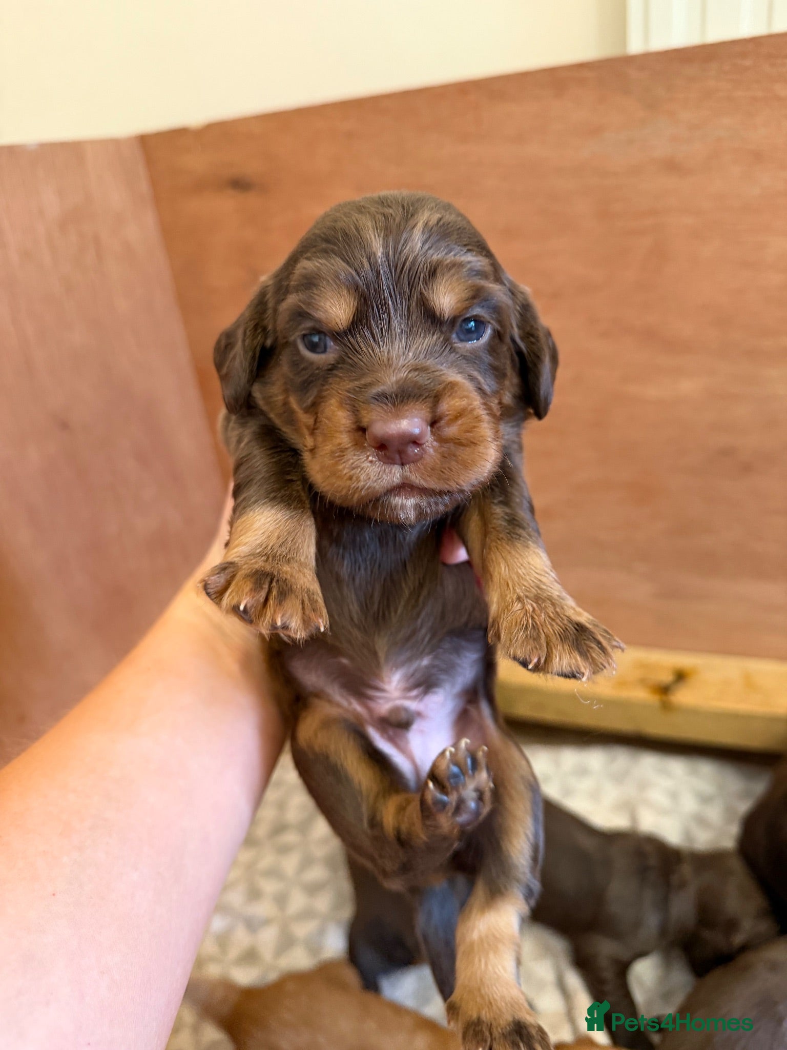 Cocker Spaniel dogs Stunning pedigree working cocker spaniel puppies  - Advert 2