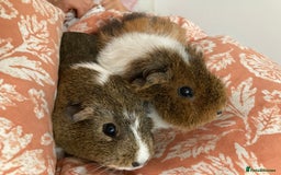 Guinea Pig rodents for sale: Two beautiful female Guineapigs Teddy and agouti - Image 2