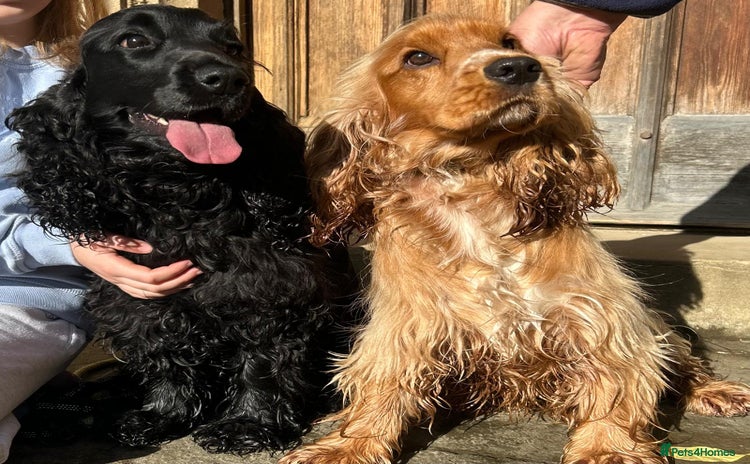 Cocker Spaniel dogs SHOW Cockers Spaniels due  - Advert 2