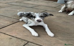 Border Collie dogs for sale: Border Collie puppy looking 4 loving forever home in Southampton - Image 5