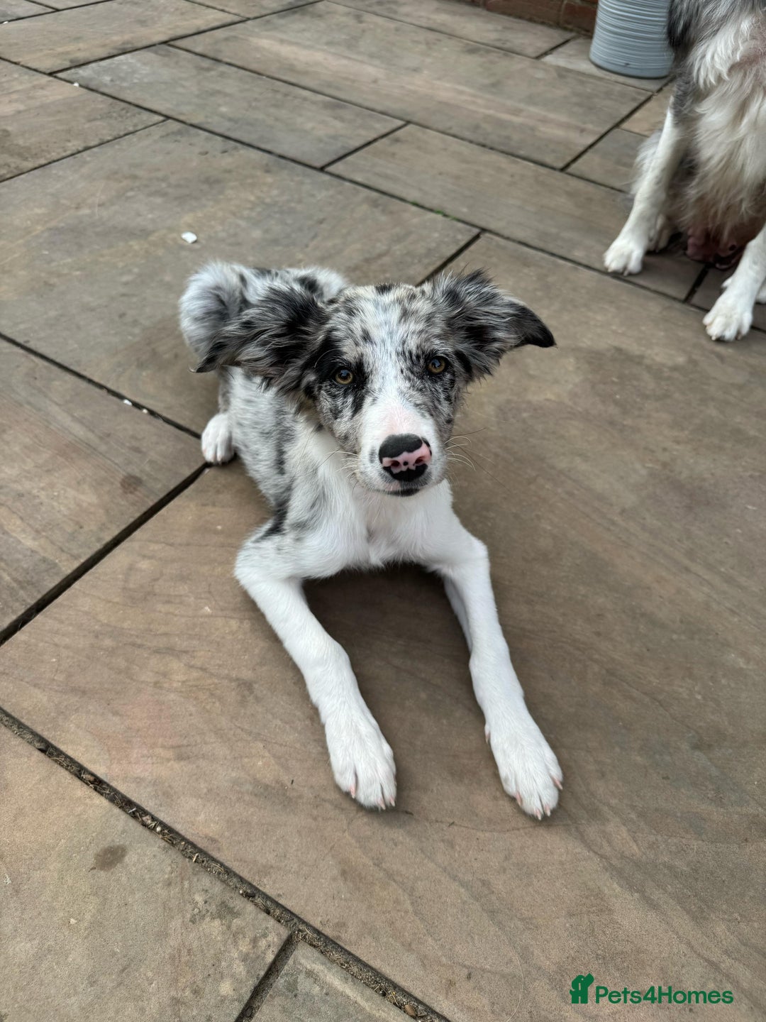 Border Collie dogs for sale: Border Collie puppy looking 4 loving forever home in Southampton - Image 5