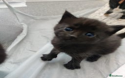 British Shorthair cats for sale: two girl kittens  - Image 9