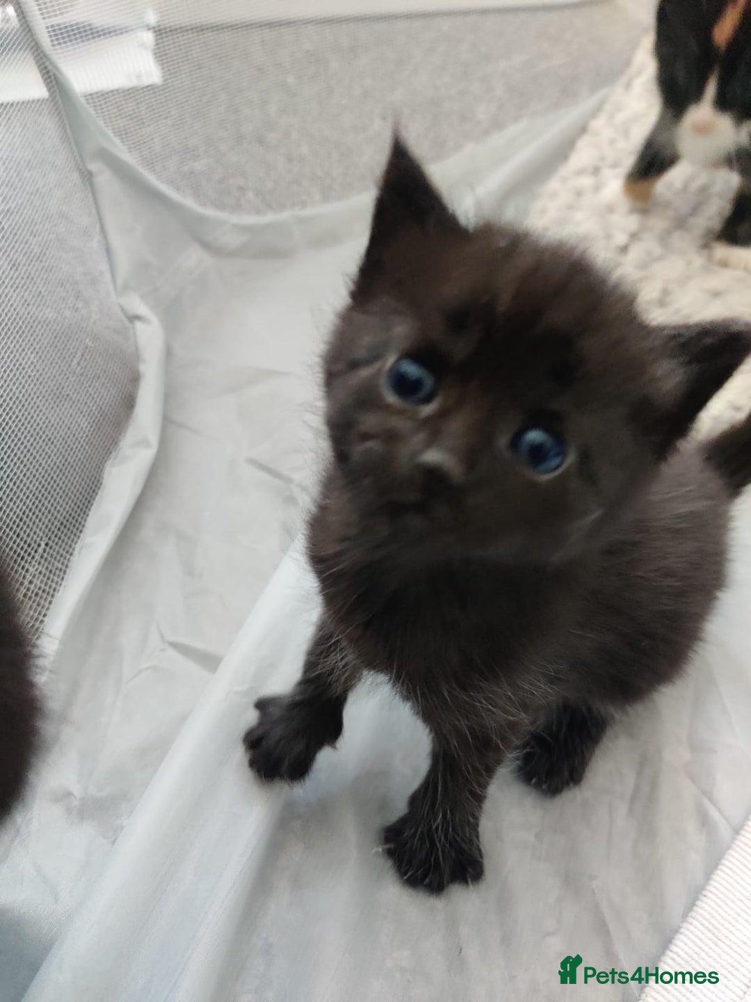 British Shorthair cats for sale: two girl kittens  - Image 9