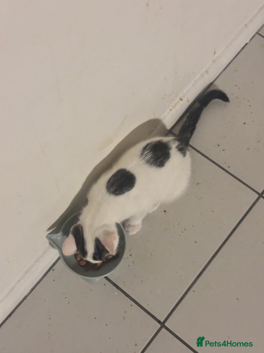 British Shorthair cats for sale: Kittens - Advert 2