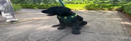 Goldador dogs for sale: Beautiful Goldador girl ready for collection  - Advert 3