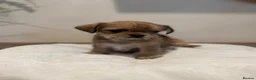 Mixed Breed dogs for sale: Lovely litter of beautiful shichis - Advert 14