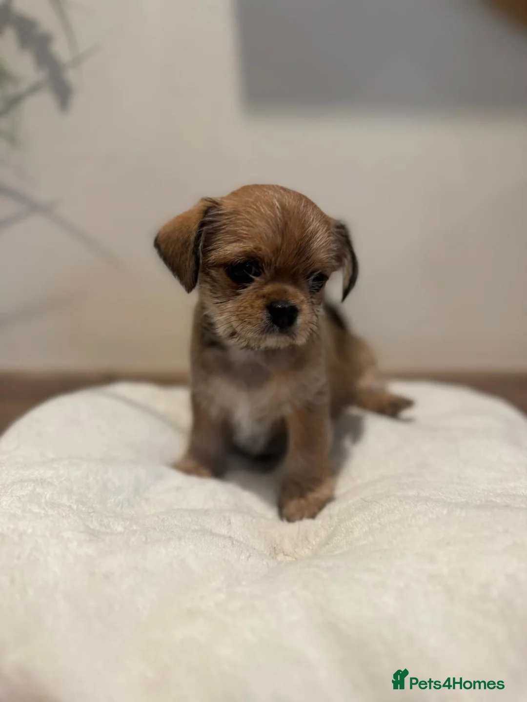 Mixed Breed dogs for sale: Lovely litter of beautiful shichis - Advert 14