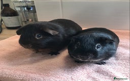 Guinea Pig rodents for sale: Two Pairs of Boar Foxe’s - Image 1