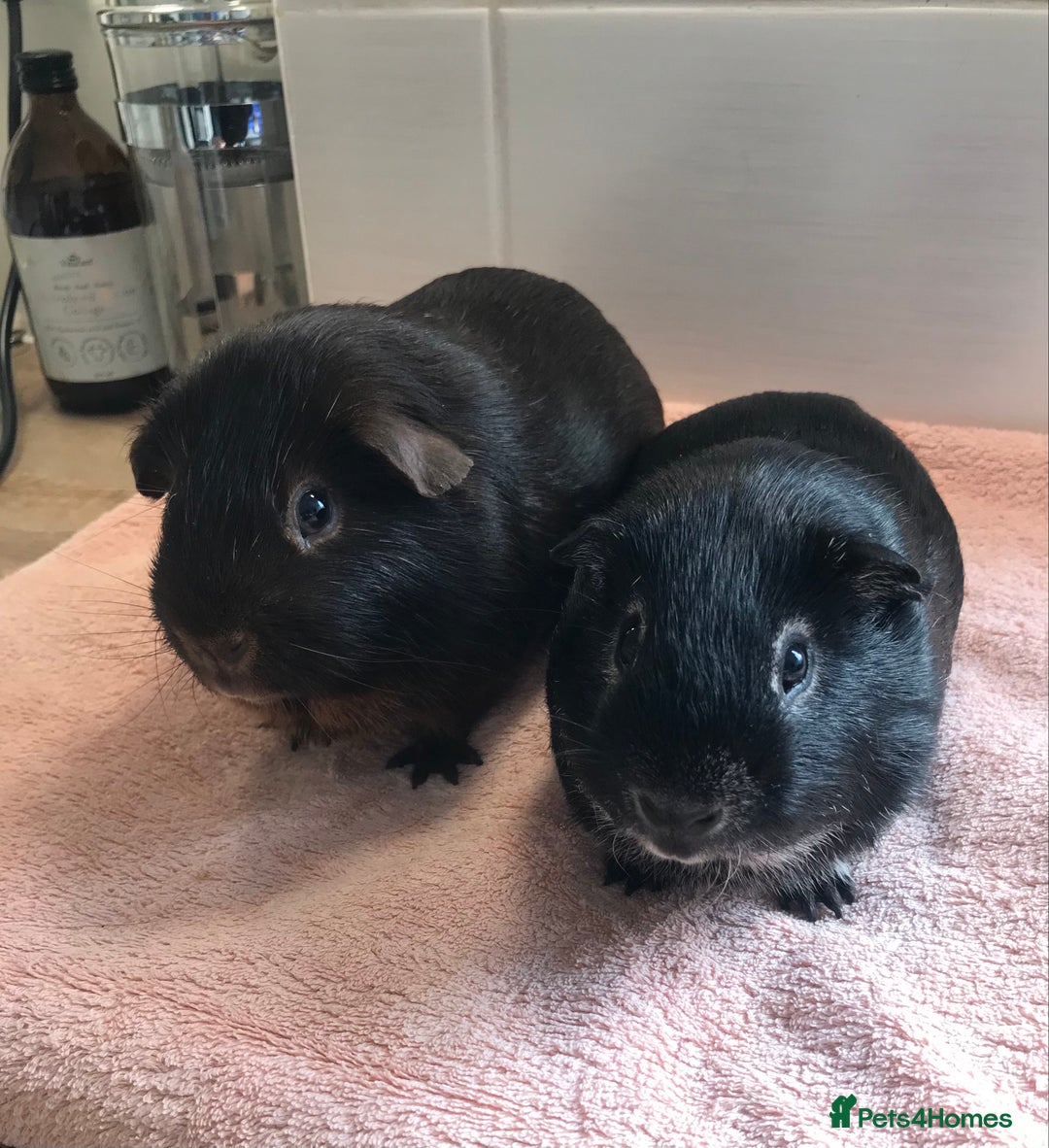 Guinea Pig rodents for sale: Two Pairs of Boar Foxe’s - Image 1