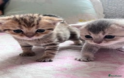 British Shorthair cats for sale: Scottish Straight/British Shorthair - Image 8