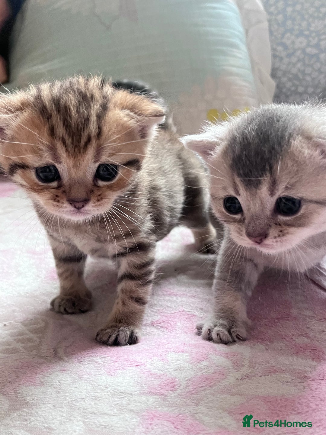British Shorthair cats for sale: Scottish Straight/British Shorthair - Image 8