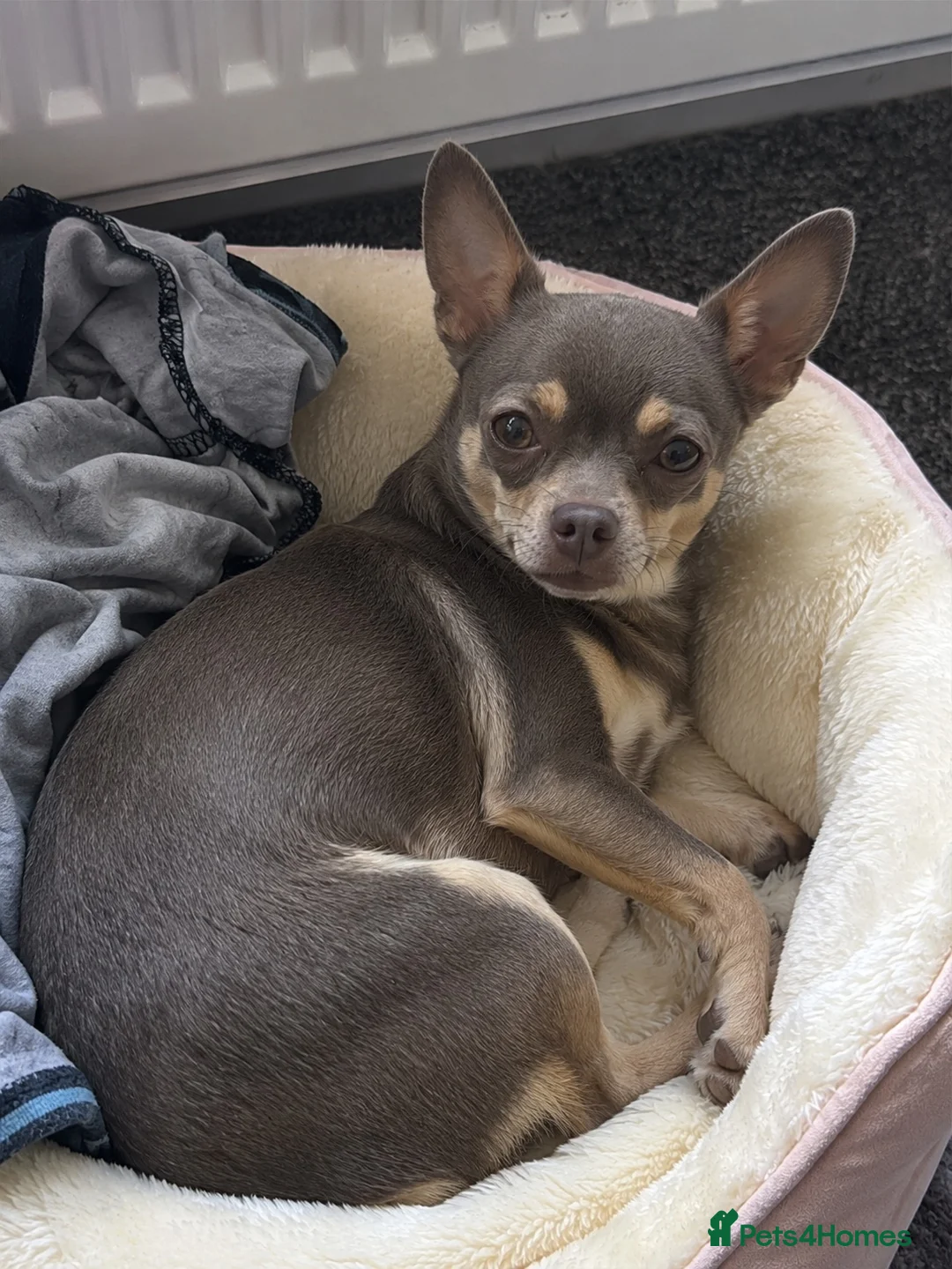 Chihuahua dogs for sale: Silver female chihuahua puppy for sale - Advert 2