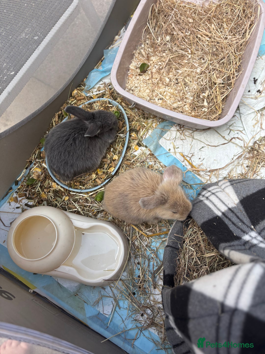 Mini Lop rabbits for sale: Mini Lops & Mini Lion Lops. Separate litters - Image 13