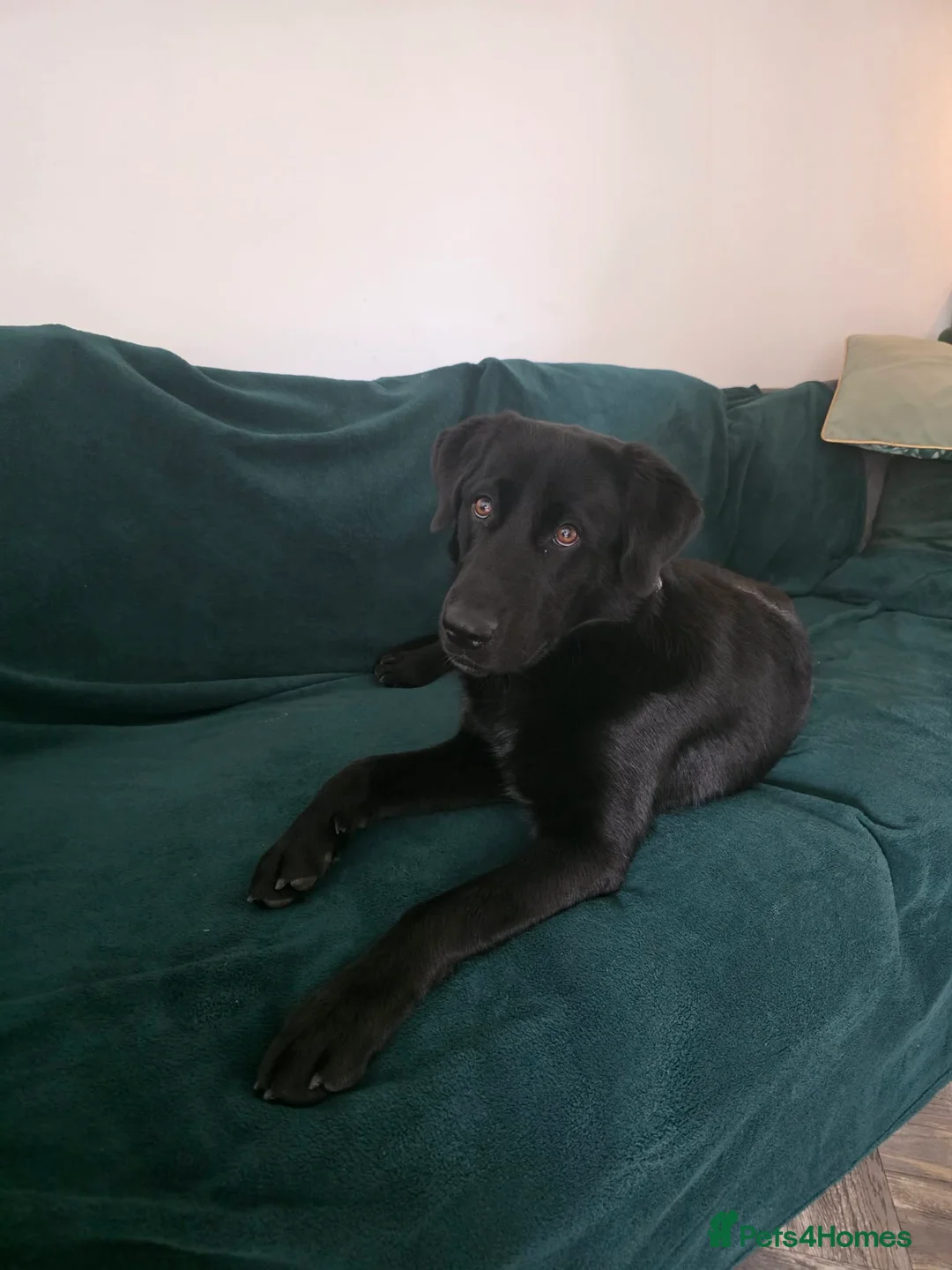 Labrador Retriever dogs for sale: Black labrador  - Advert 2