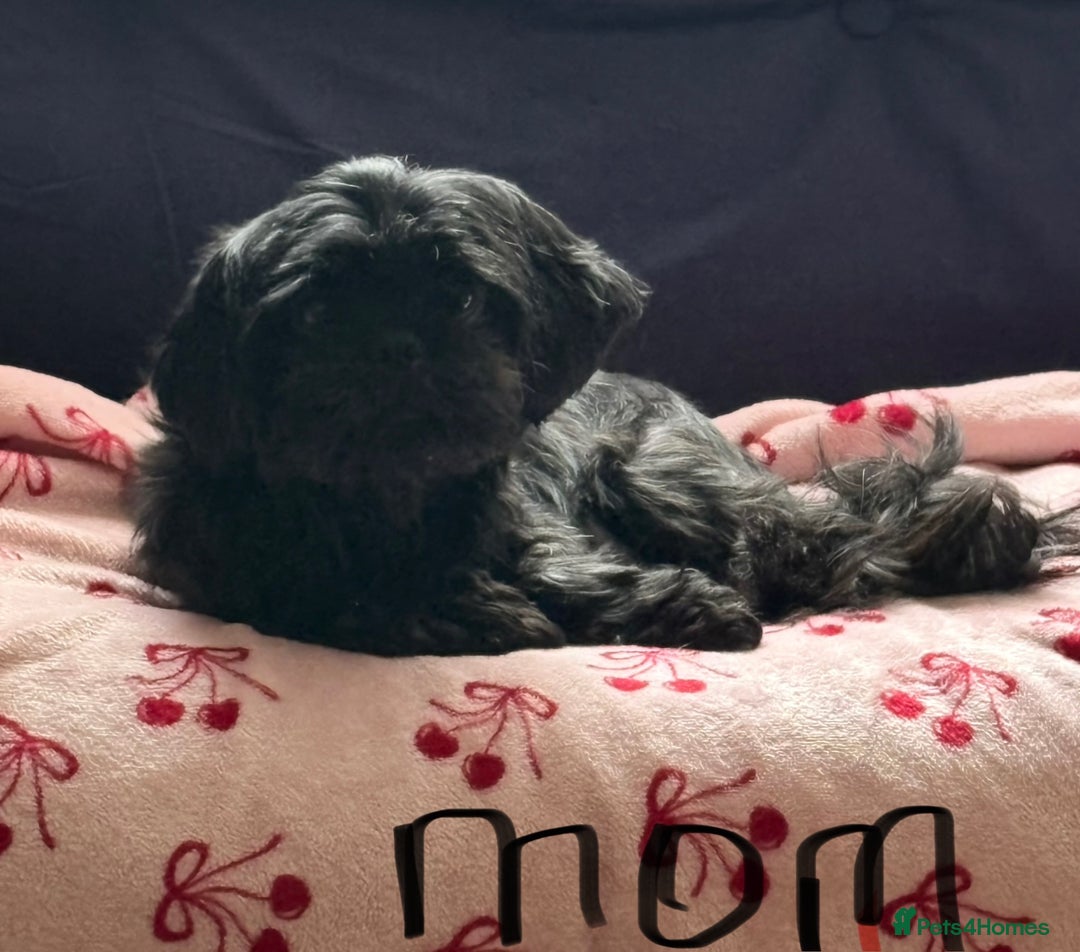 Shih Tzu dogs for sale: Beautiful shih tzu puppies for sale  - Image 15