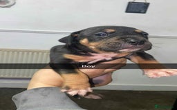 Staffordshire Bull Terrier dogs for sale: Staffy puppies all carry blue  - Advert 7