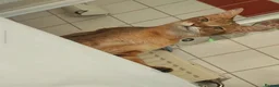 Chausie cats for sale: CHAUSIE F6  - Advert 3