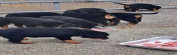 Rottweiler dogs for sale: Pedigree Rottweilers  in Lampeter - Advert 2