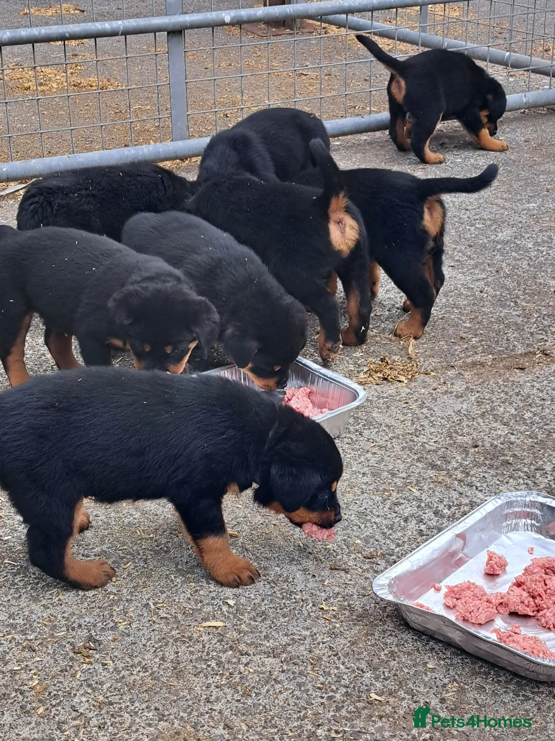 Rottweiler dogs for sale: Pedigree Rottweilers  in Lampeter - Advert 2