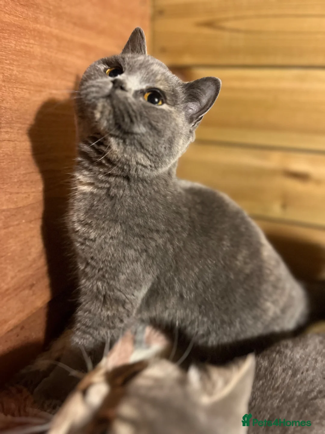 British Shorthair cats for sale: Gorgeous Gccf female British Shorthair  - Advert 1