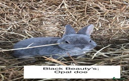 Rex rabbits for sale: Beautiful Pure Breed Velvet Mini Rex babies 🐰  - Image 5