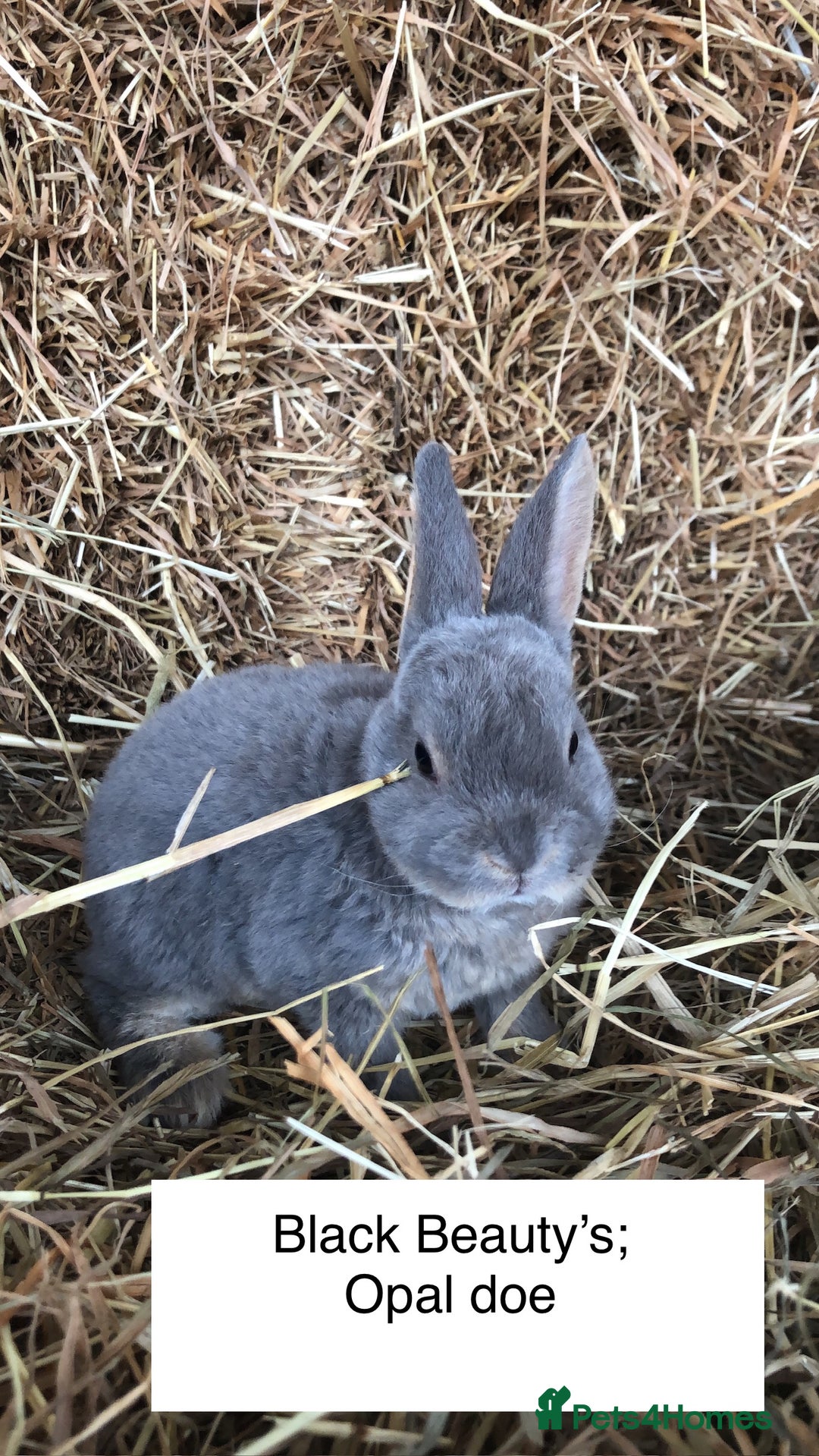 Rex rabbits for sale: Beautiful Pure Breed Velvet Mini Rex babies 🐰  - Image 5