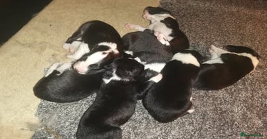 Border Collie dogs - Advert 7