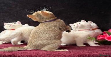 British Shorthair cats - Advert 15