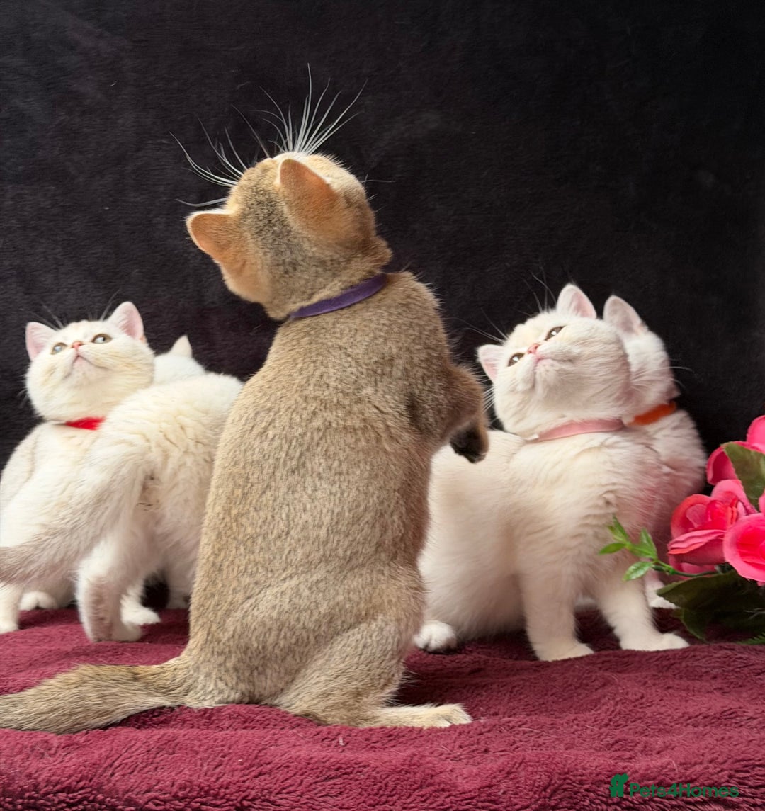 British Shorthair cats for sale: British shorthair kittens golden silver TICA - Image 3