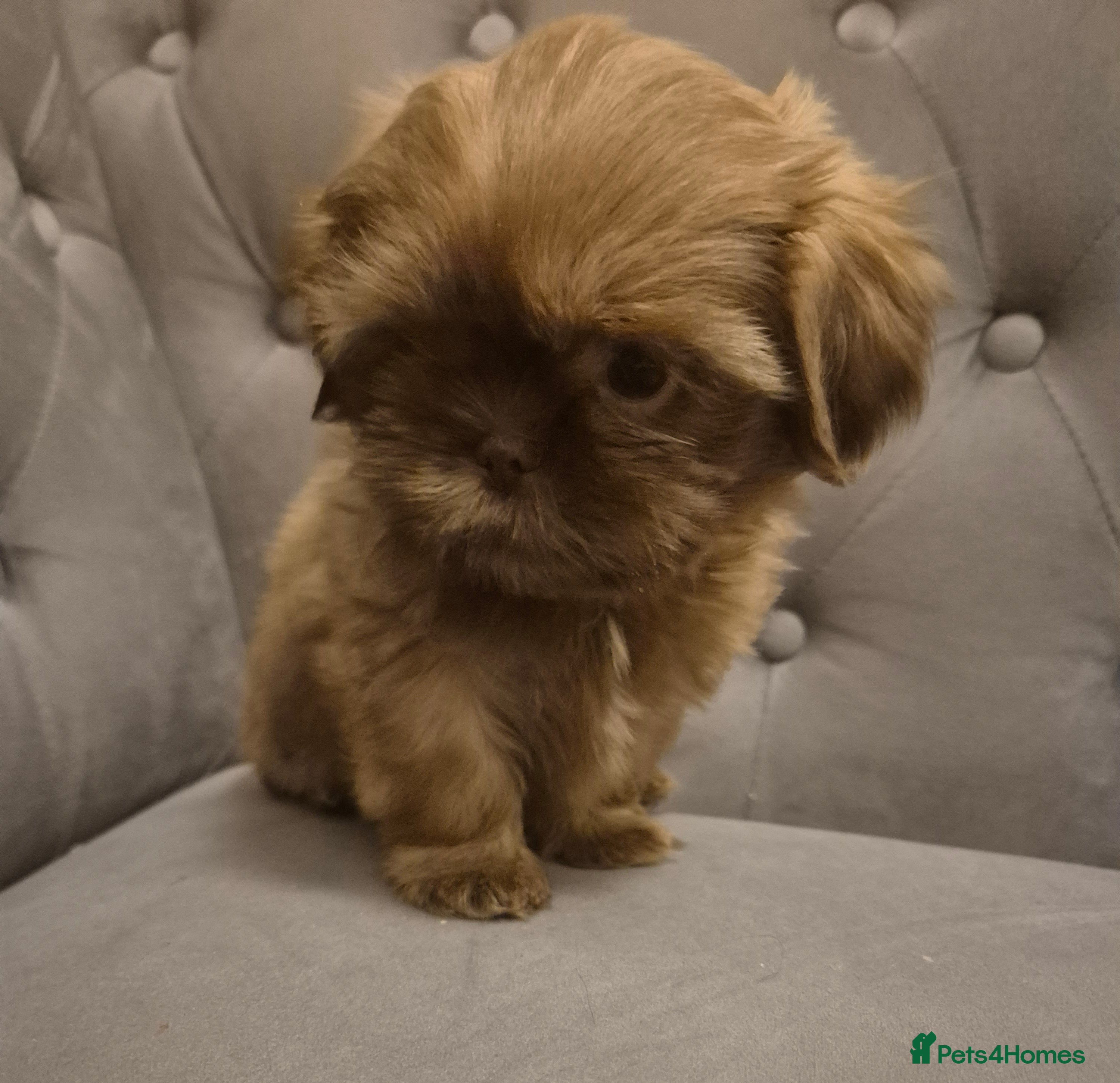 Shih Tzu dogs One boy Left  - Advert 14