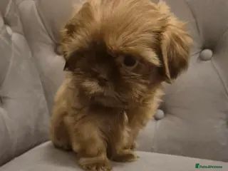 Shih Tzu dogs One boy Left - Advert 14