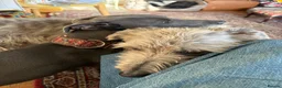 Mixed Breed dogs for sale: Beautiful Lurcher 9 years old  in Taunton - Advert 5