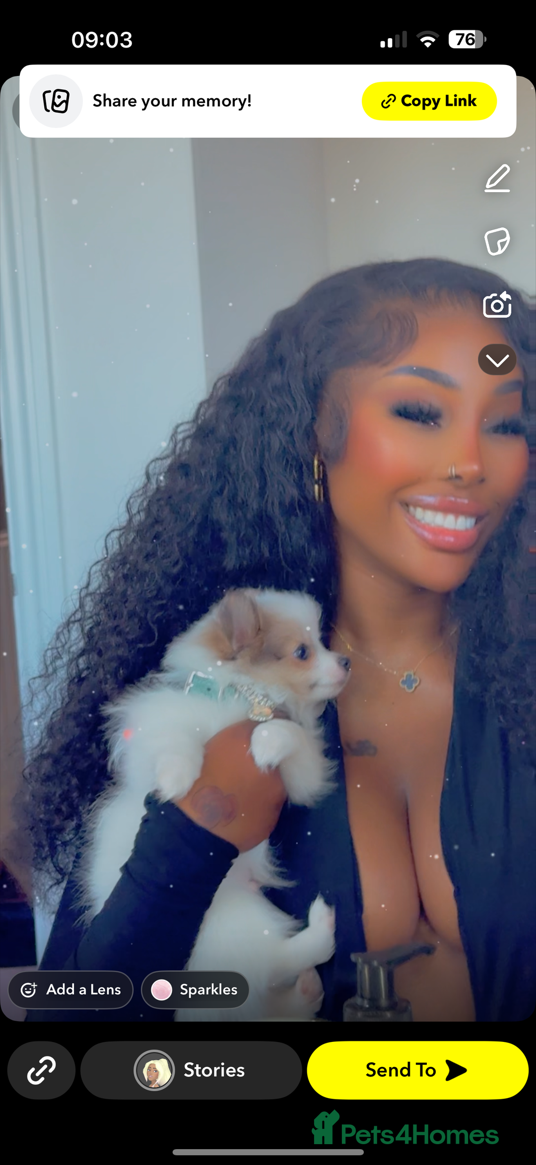 Pomchi dogs for sale: I have to sell my little man - Image 5