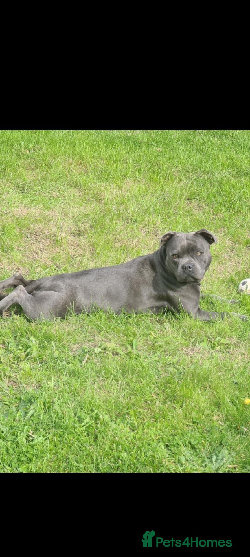 Staffordshire Bull Terrier dogs Stunning staffy's - Advert 2
