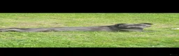 Staffordshire Bull Terrier dogs for sale: Stunning staffy's - Advert 21